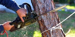 Professional Tree Services in Lake Placid, NY